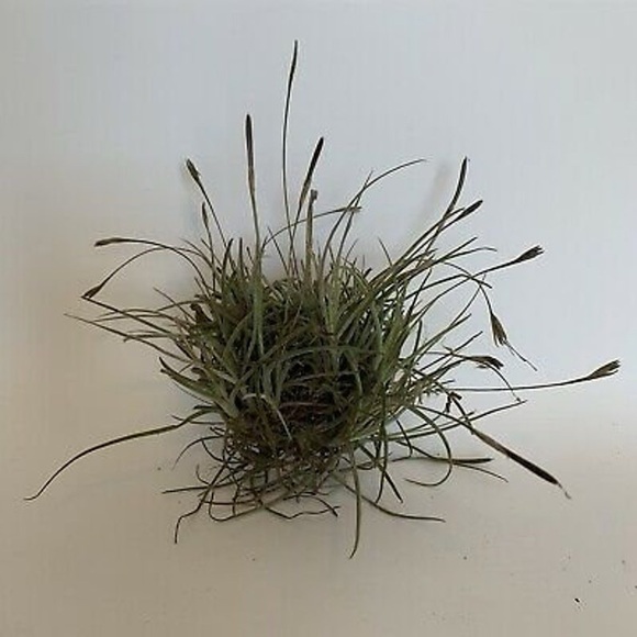 Bundles of 10 Foliage: Purifying Air Florida Plants - Picture 3 of 5